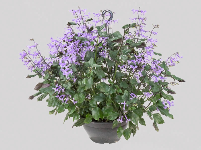 <h4>PLECTRANTHUS C21</h4>