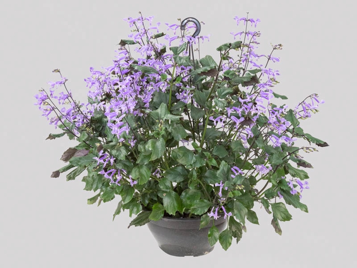 PLECTRANTHUS C21