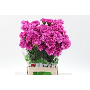 Dianthus st farida