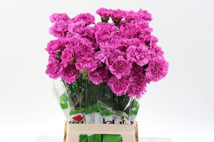 <h4>Dianthus st farida</h4>