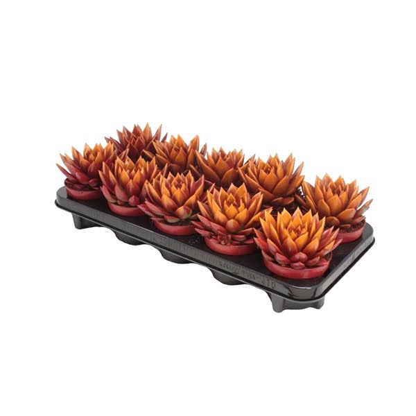 <h4>Echeveria bicoloured red/orange</h4>