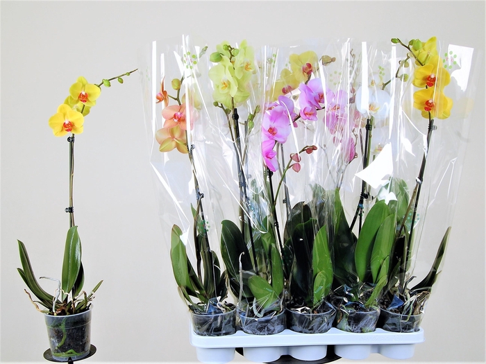 <h4>PHAL GEM 6 KL</h4>