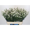 Aster White Gypsy