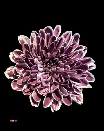<h4>Chr T Altaj Cassis</h4>