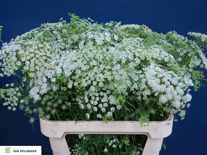 <h4>Ammi Majus Fine Splunder</h4>