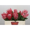Protea Cynaroides Claire