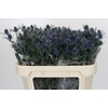 Eryngium Blue Dynamite