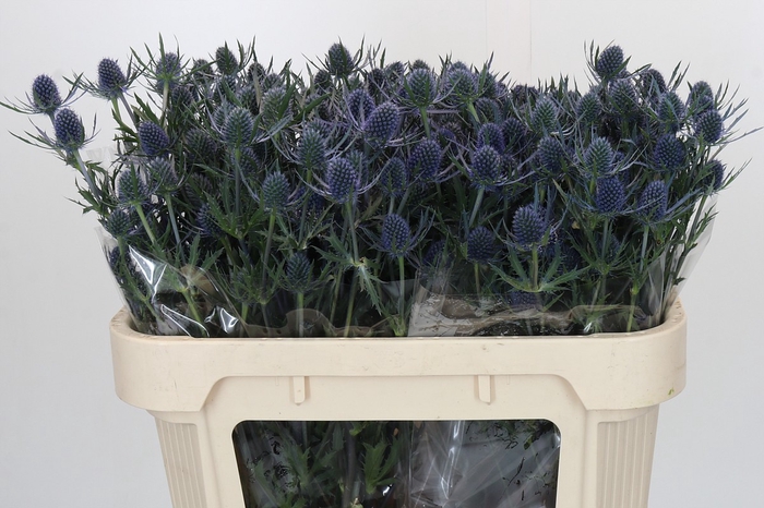 <h4>Eryngium Blue Dynamite</h4>