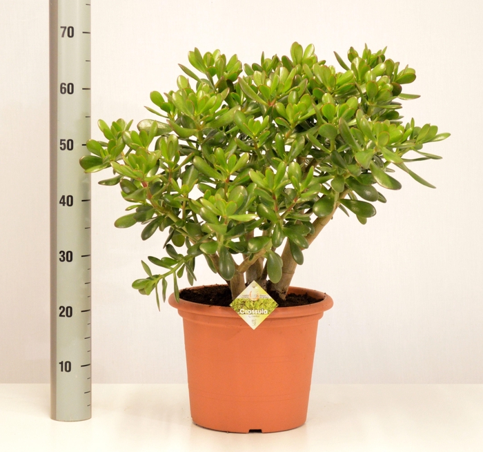 <h4>CRASS OVATA</h4>