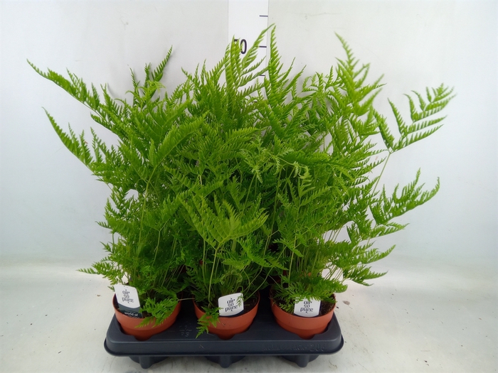 <h4>Pteris straminea</h4>