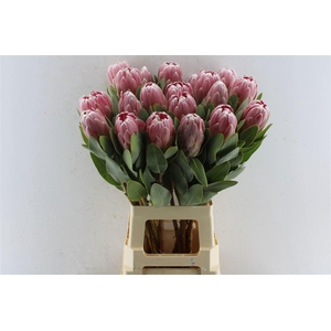 PROTEA PENNY PINK