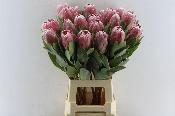 <h4>PROTEA PENNY PINK</h4>