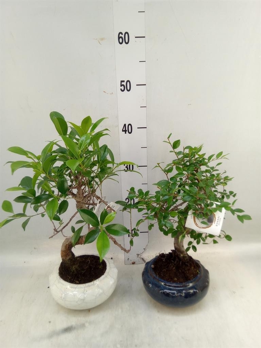 <h4>Bonsai   ...mix</h4>