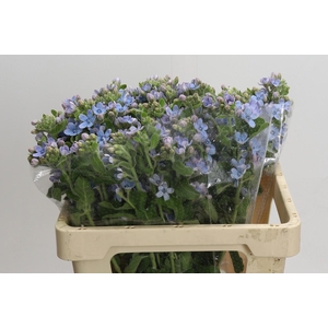 Oxypetalum Tweedia Blue