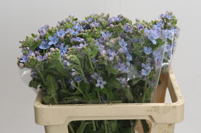 <h4>Oxypetalum Tweedia Blue</h4>