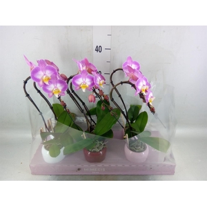 Phalaenopsis   ...