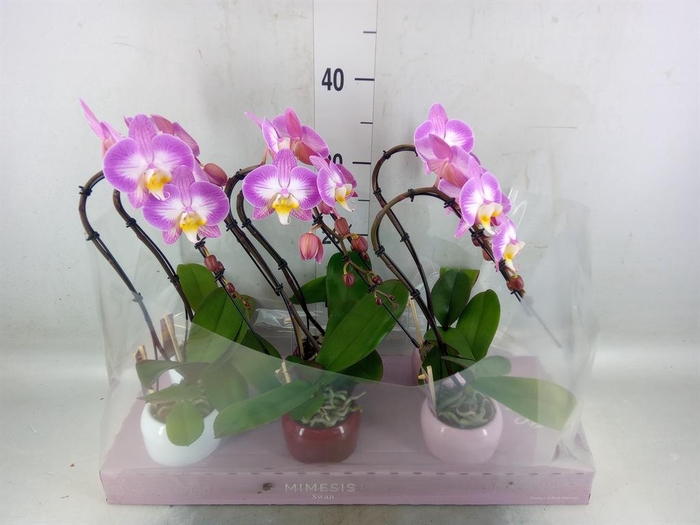 <h4>Phalaenopsis   ...</h4>