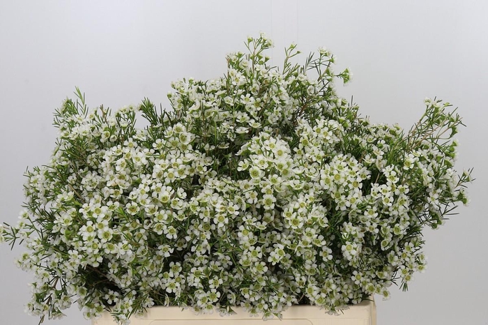 <h4>Chamelaucium Ofir</h4>
