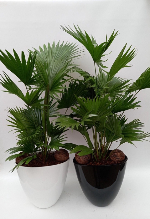 <h4>Livistona in Turin pot</h4>
