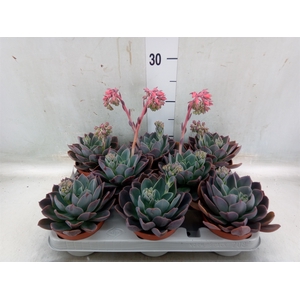 Echeveria  'Blue Prince'