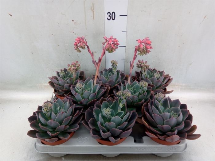 <h4>Echeveria  'Blue Prince'</h4>