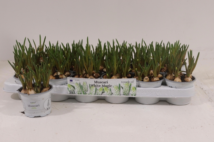 <h4>MUSCAR WHITE MAGIC</h4>