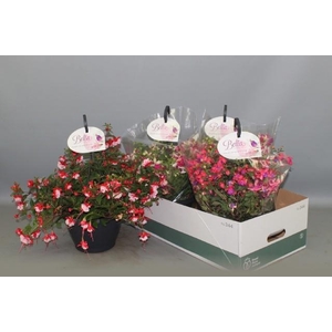 FUCHSIA B F HANG GEM