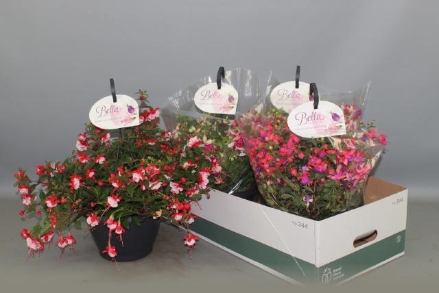 <h4>FUCHSIA B F HANG GEM</h4>