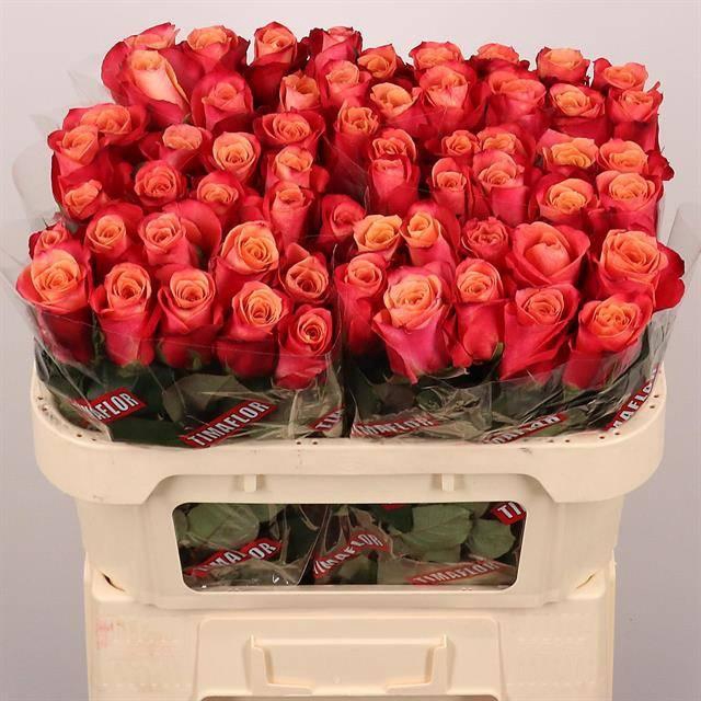 <h4>Rosa gr Helene</h4>