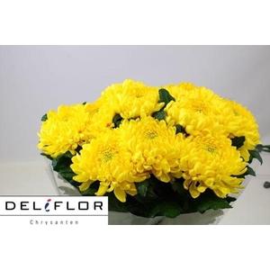 CHR G ZEMBLA YELLOW
