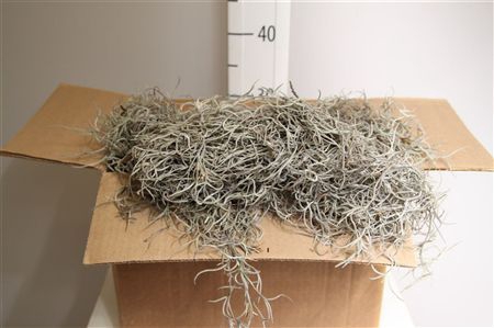 <h4>Mos Tillandsia Grof Box</h4>