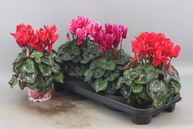 <h4>CYCL GR HALIOS FANT</h4>