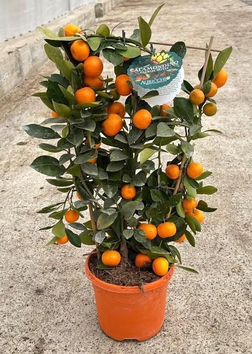 <h4>CITR MICROCARPA</h4>