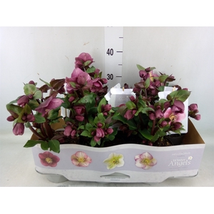 Helleborus  'Fkiss Charmer'