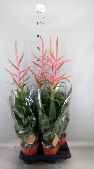 <h4>Tillandsia 'Dolce'</h4>