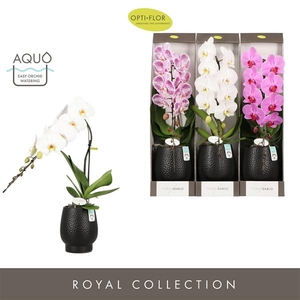 Formidablo Mix in Abruzzo Black Aquo Showdoos