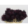 Nutans Painted Aubergine