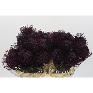 Nutans Painted Aubergine