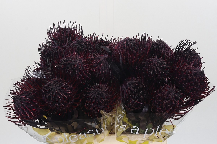 <h4>Nutans Painted Aubergine</h4>