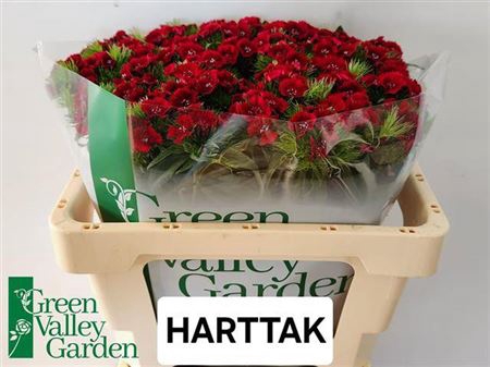 <h4>Di Barb S Will Red</h4>