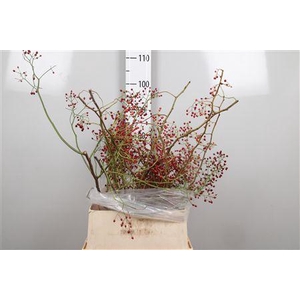 Rosa Corallo Rfruits