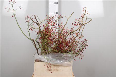 <h4>Rosa Corallo Rfruits</h4>