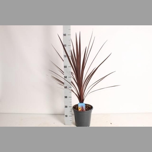 CORD AUS RED STAR