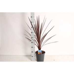 CORD AUS RED STAR