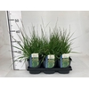 Molinia caerulea Moorhexe