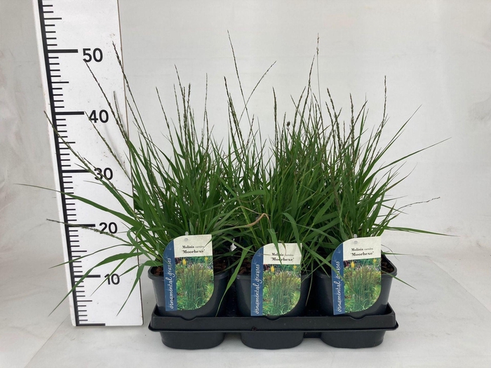 Molinia caerulea Moorhexe