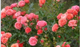 <h4>Rosa overig</h4>