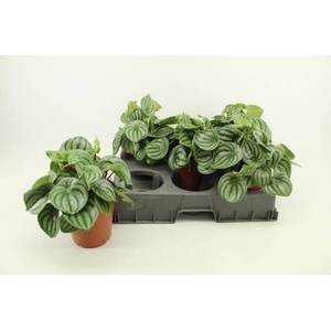 PEPEROMIA ARGYREIA P15