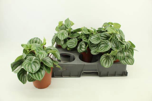 <h4>PEPEROMIA ARGYREIA P15</h4>