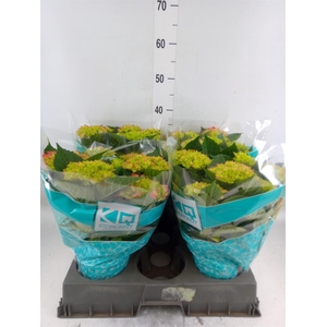 Hydrangea mac. 'Hi Ocean'